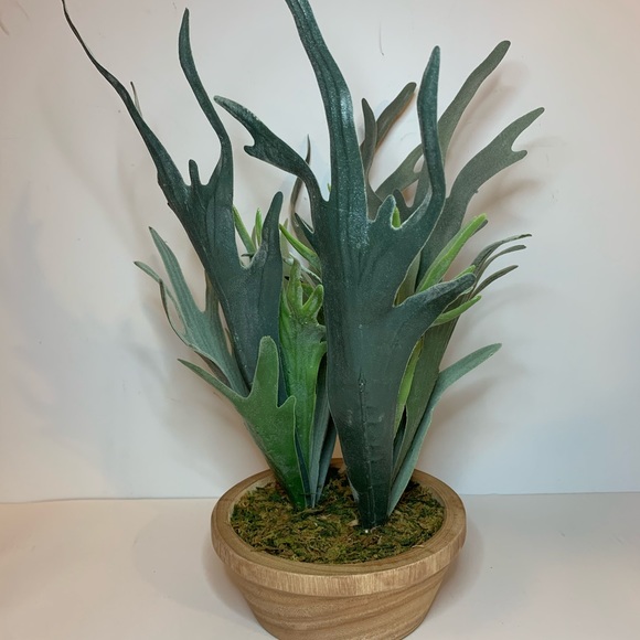 Threshold Staghorn Fern In Pot - Picture 2 of 5